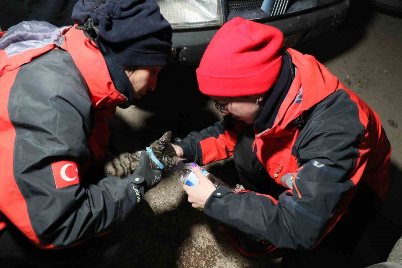 Yavru kedi saatler sonra enkaz altından canlı çıktı