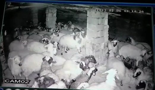 Koyunlar depremi böyle hissetti: Korku dolu anlar kamerada