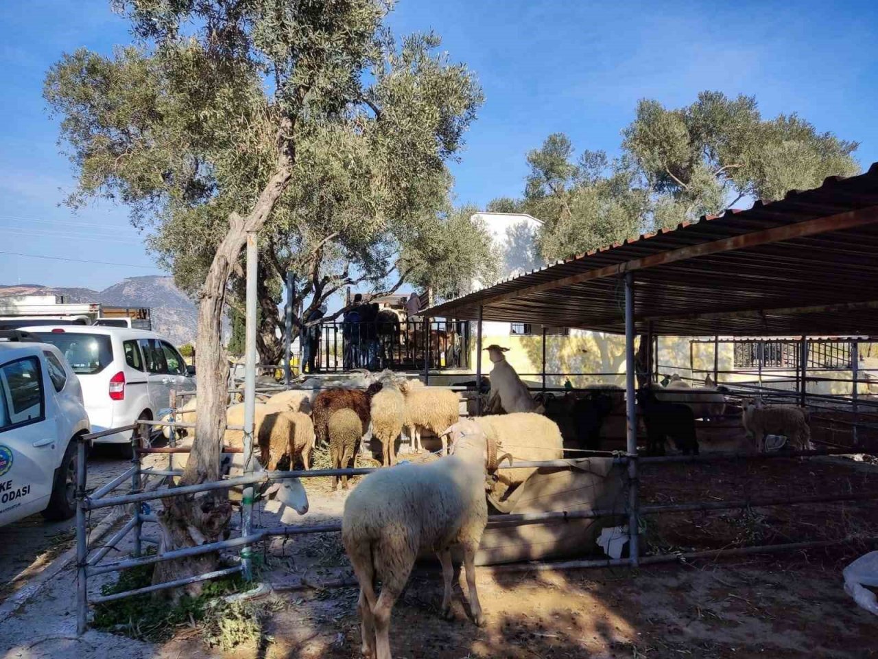 Söke’de deprem bölgesi için başlatılan hayvan bağışına yoğun ilgi
