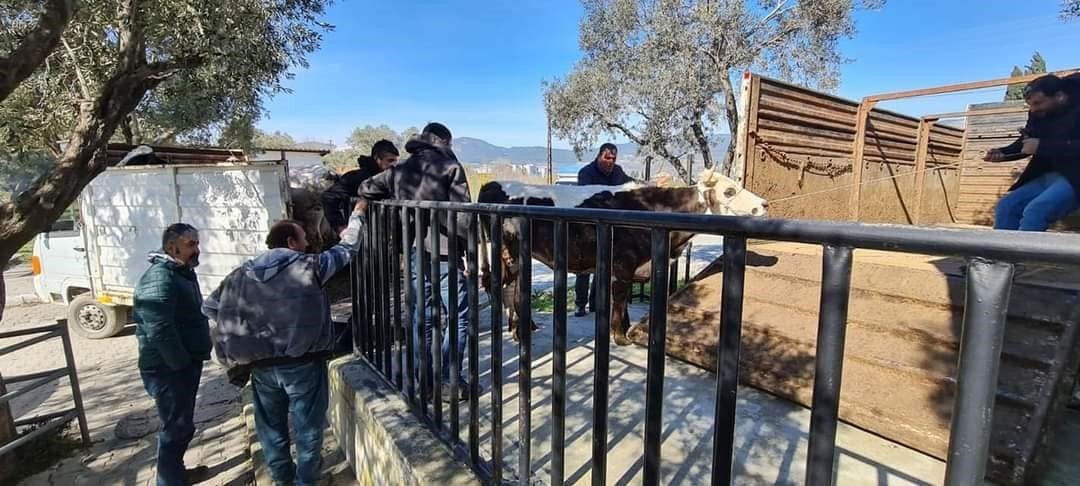 Söke’de deprem bölgesi için başlatılan hayvan bağışına yoğun ilgi