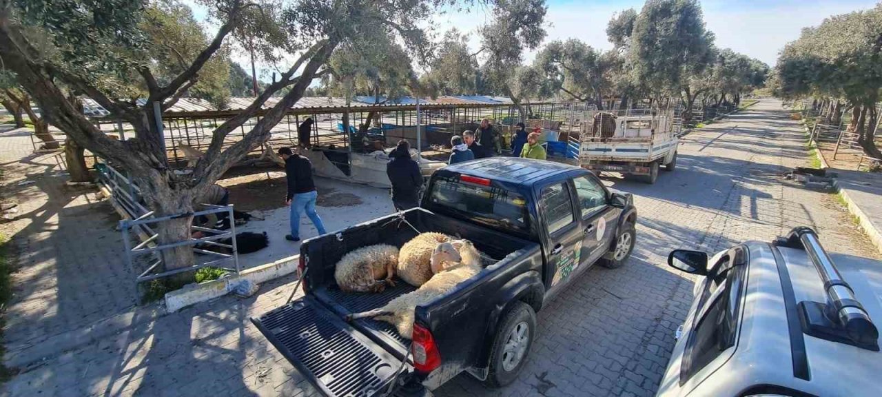 Söke’de deprem bölgesi için başlatılan hayvan bağışına yoğun ilgi
