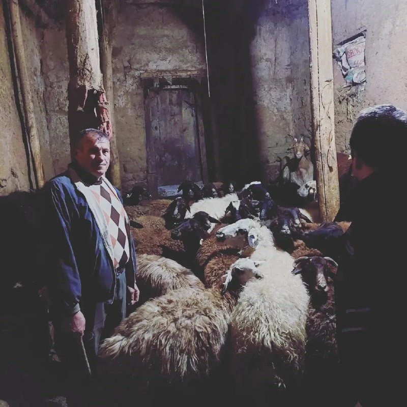 Bayburtlu besiciler ahırlarındaki hayvanlarını depremzedeler için bağışlıyor