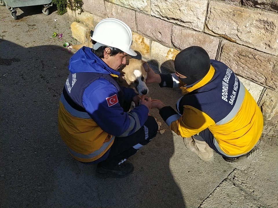 Bodrum Belediyesi tarafından çadırlar ve prefabrik ev kuruldu