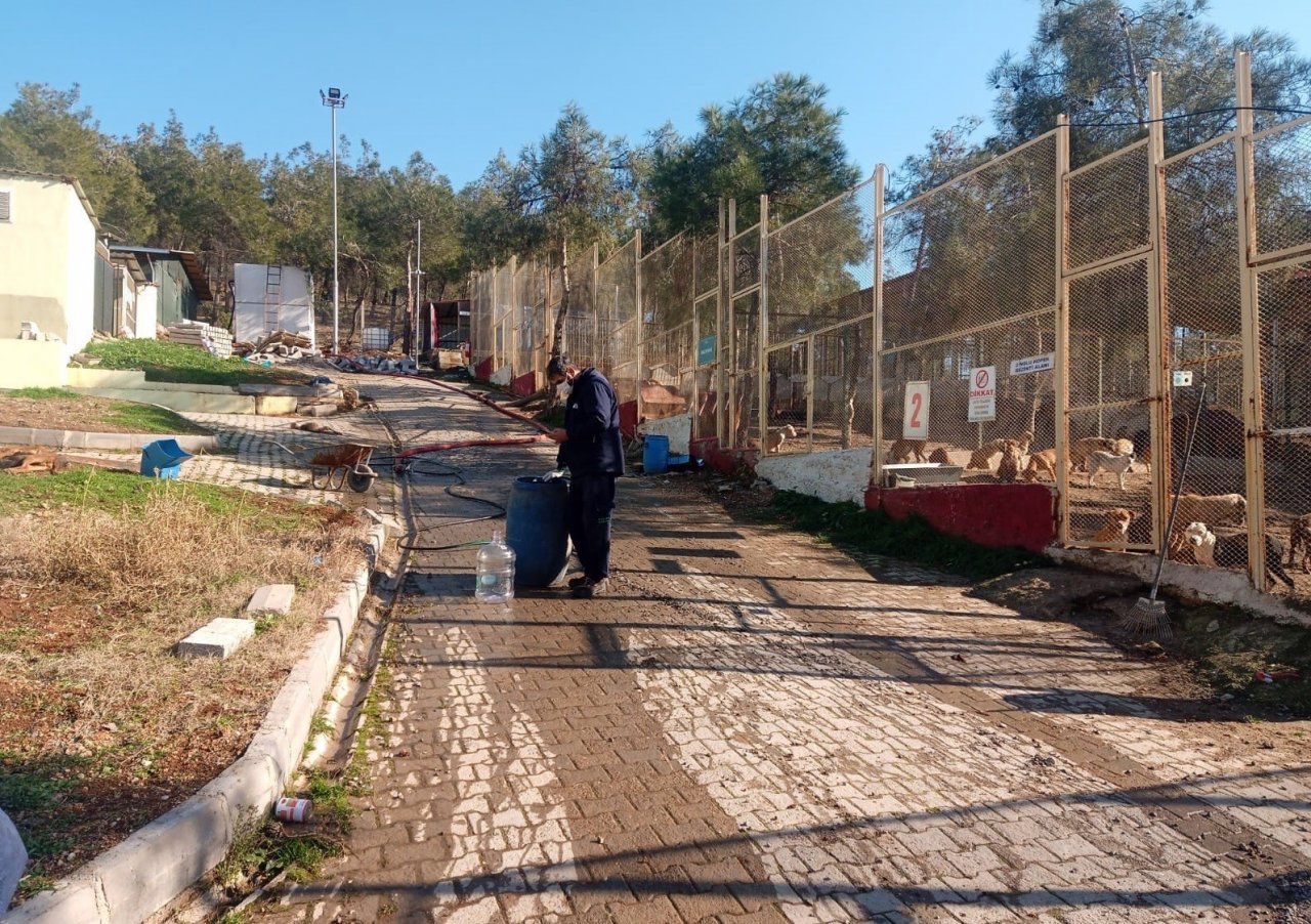 Sokak hayvanlarına sahip çıkıldı