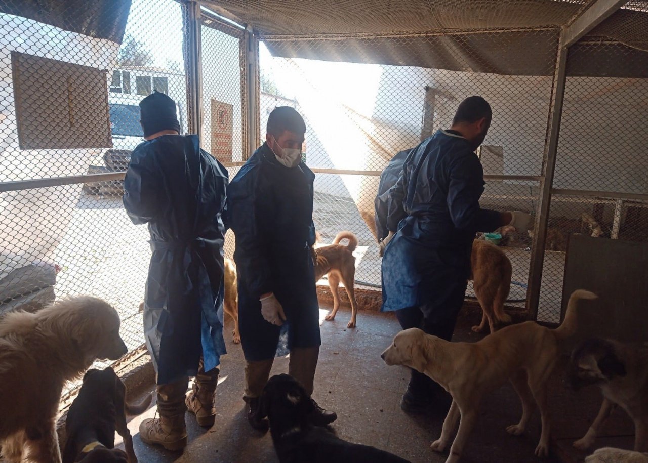 Sokak hayvanlarına sahip çıkıldı