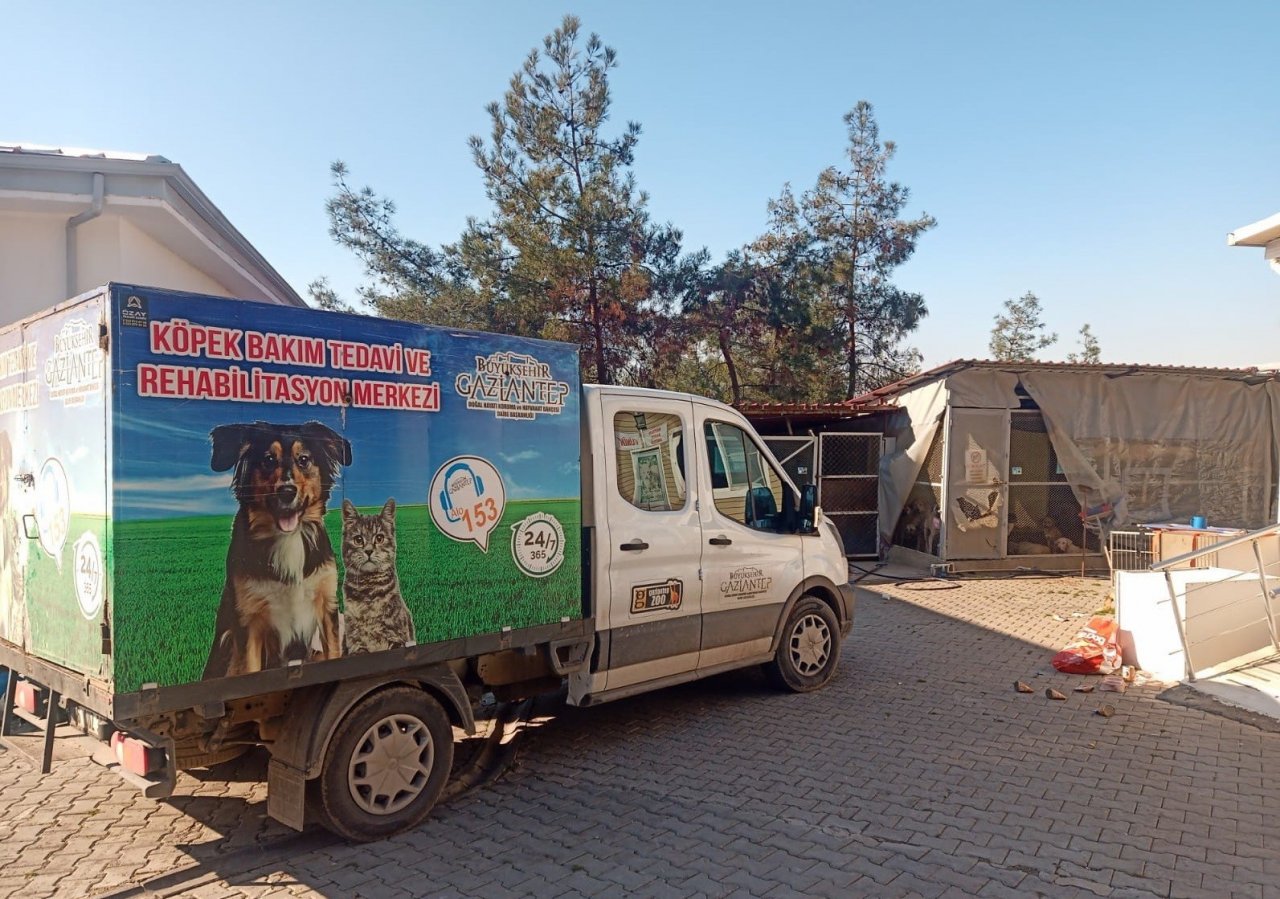 Sokak hayvanlarına sahip çıkıldı