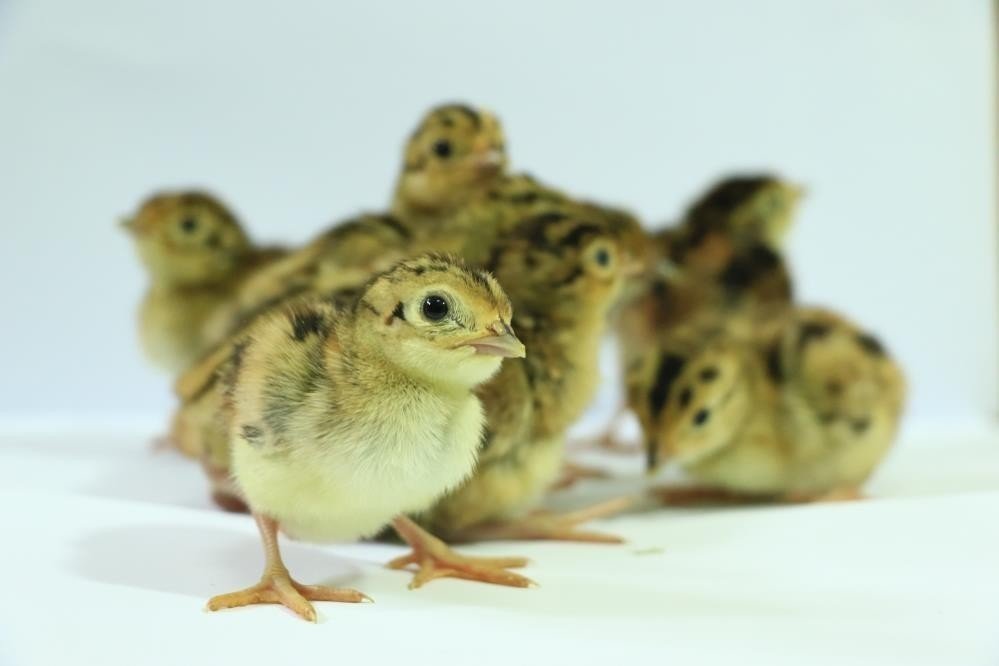 Son 2 yılda 30 bin 313 sülün doğaya bırakıldı