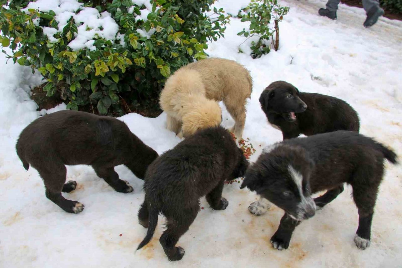 Yalova Belediyesi karla mücadele çalışmalarını sürdürüyor