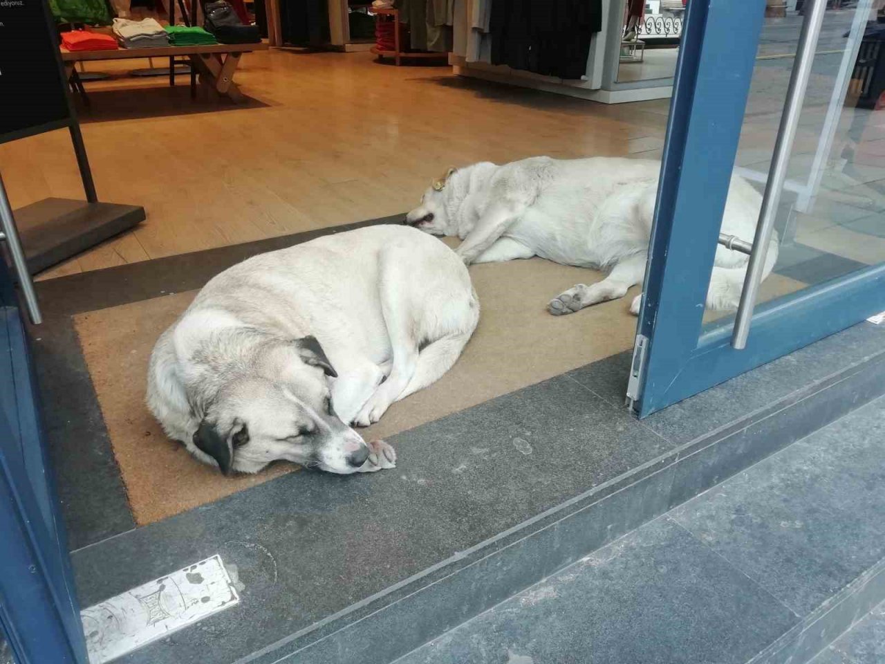 Sokak hayvanları soğuktan böyle korundu