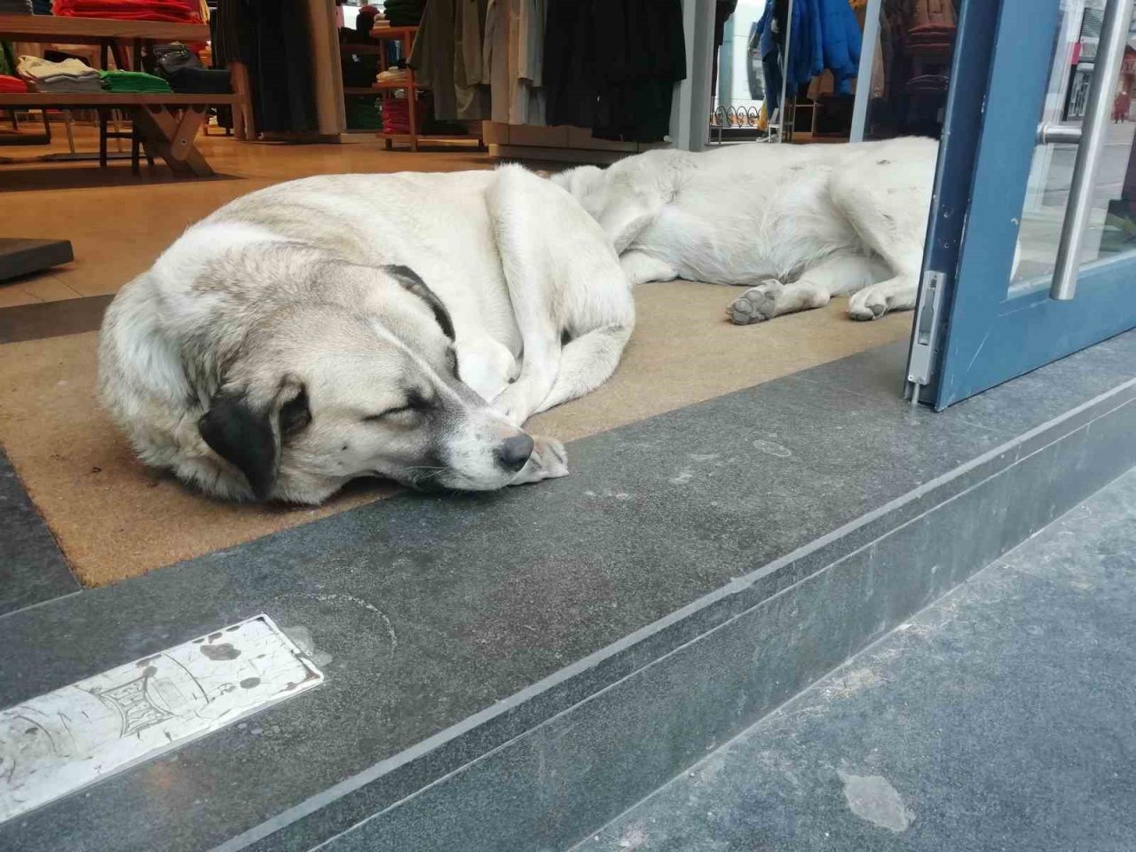 Sokak hayvanları soğuktan böyle korundu