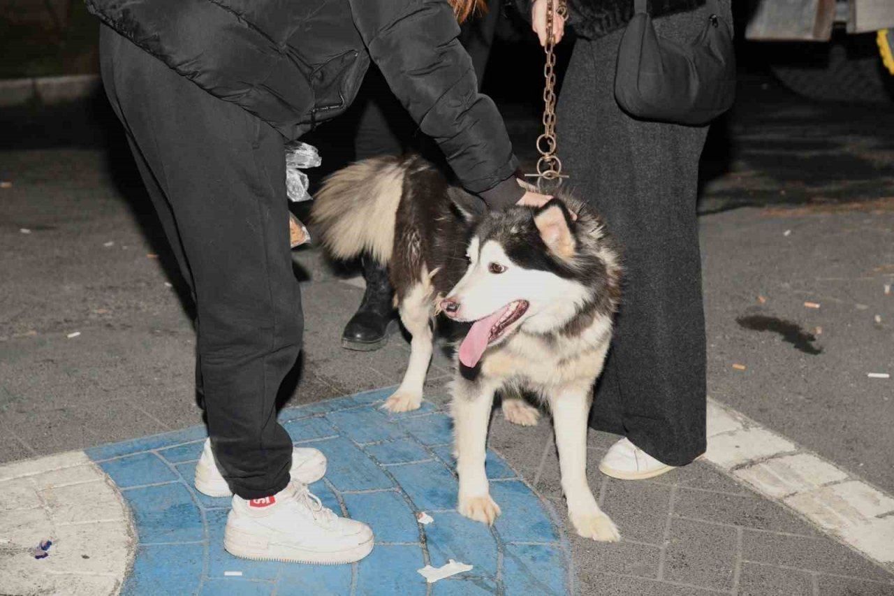 Depremzede köpek Bella İstanbul’da yeni ailesine kavuştu