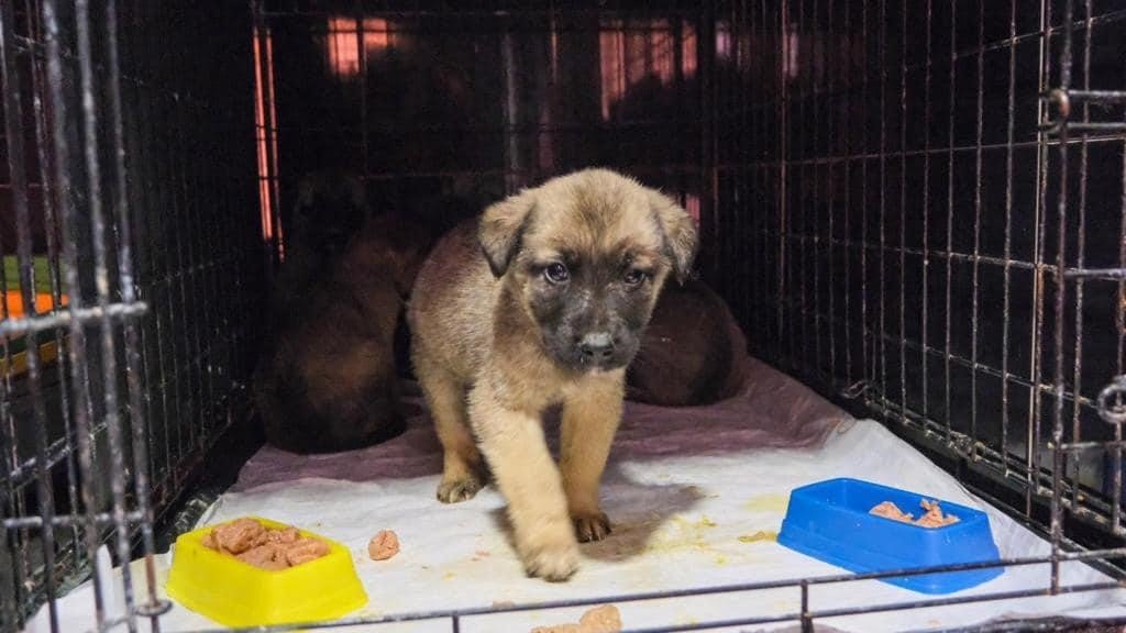 Deprem bölgesindeki can dostlar Didim Belediyesi’ne emanet