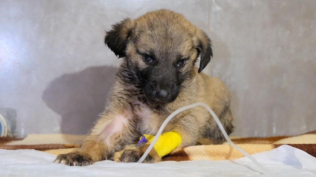 Deprem bölgesindeki can dostlar Didim Belediyesi’ne emanet