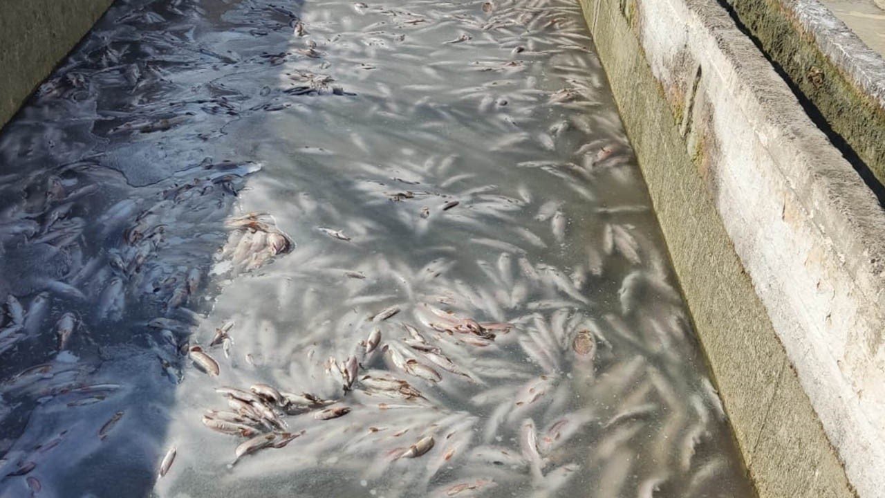 Deprem sonrası binlerce balık telef oldu