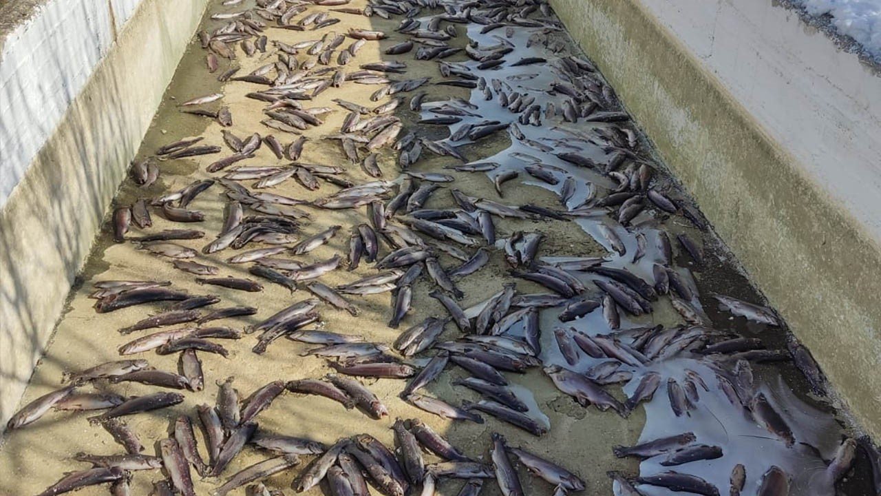 Deprem sonrası binlerce balık telef oldu