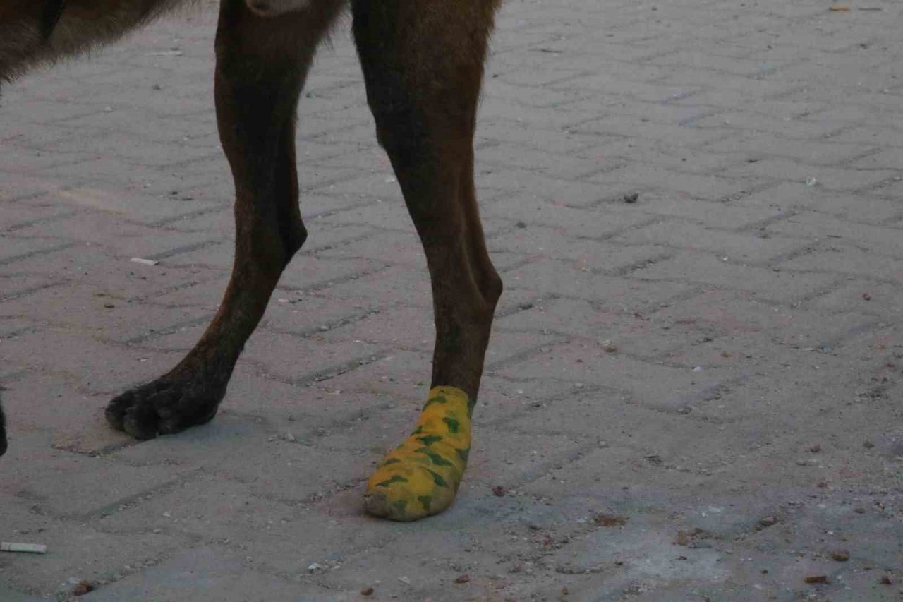 Köpekler yaralı halde enkazdan enkaza koştu