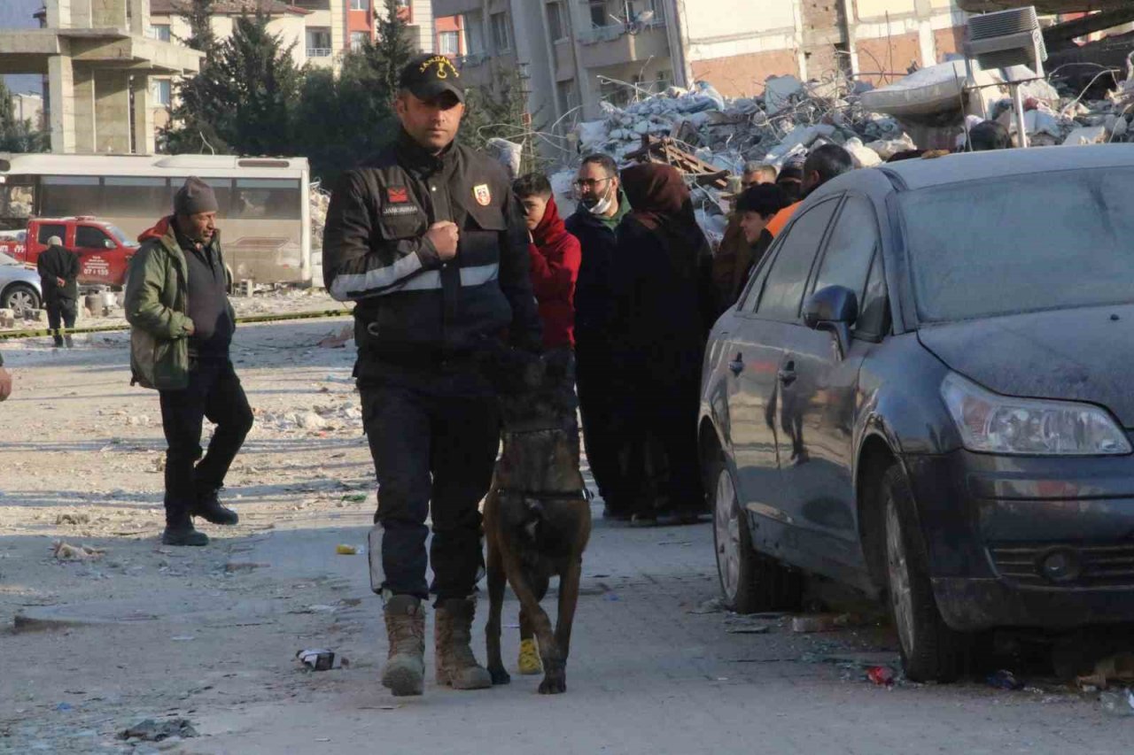 Köpekler yaralı halde enkazdan enkaza koştu