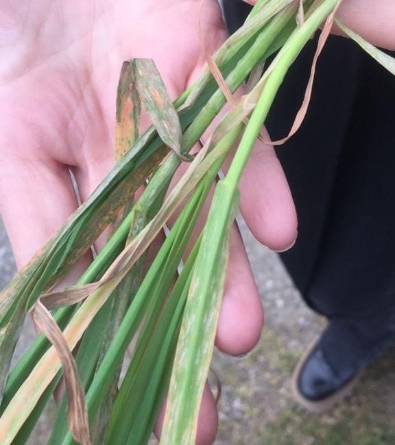 Arpada külleme hastalığına karşı ilaçlama uyarısı