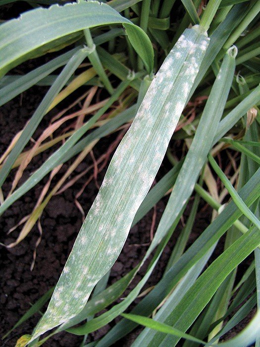 Arpada külleme hastalığına karşı ilaçlama uyarısı