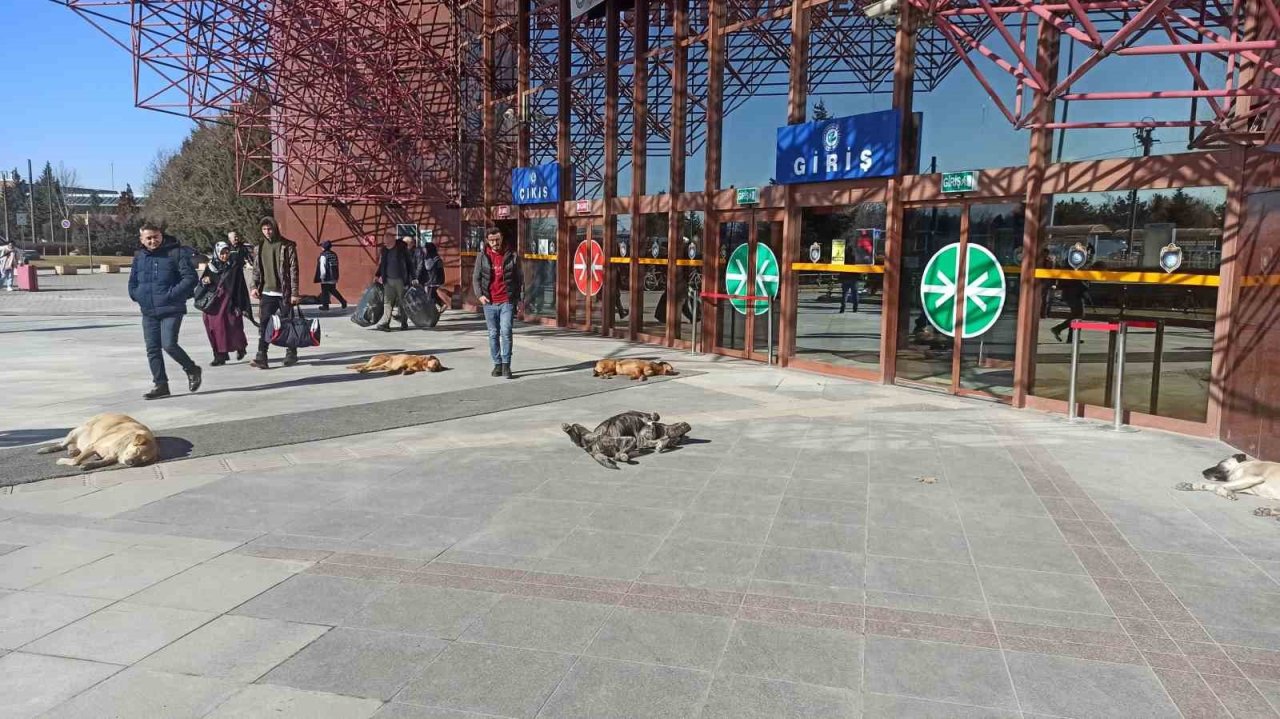 Sevimli dostların güneş keyfi gülümsetti