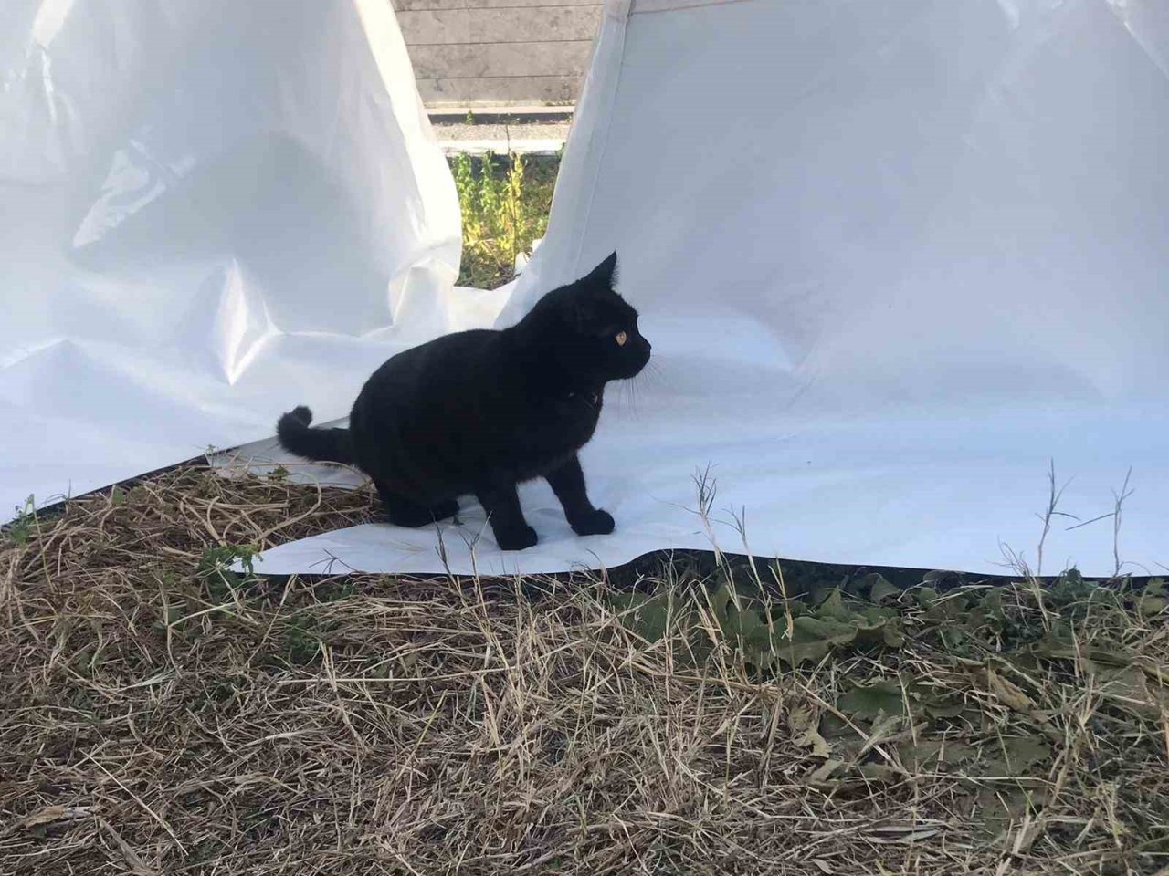 Gönüllüler, 164 saat sonra enkazdan bir kedi kurtardı