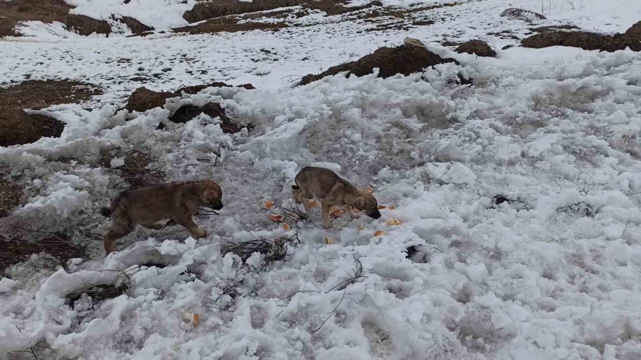 Yol kenarındaki yavru köpeklere polis şefkati