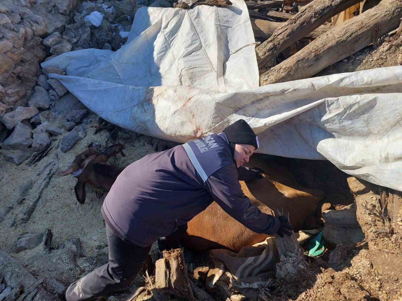 Enkazda ayakları sıkışan büyükbaş hayvan kurtarıldı