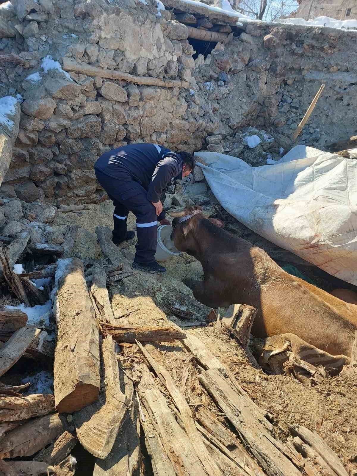 Enkazda ayakları sıkışan büyükbaş hayvan kurtarıldı