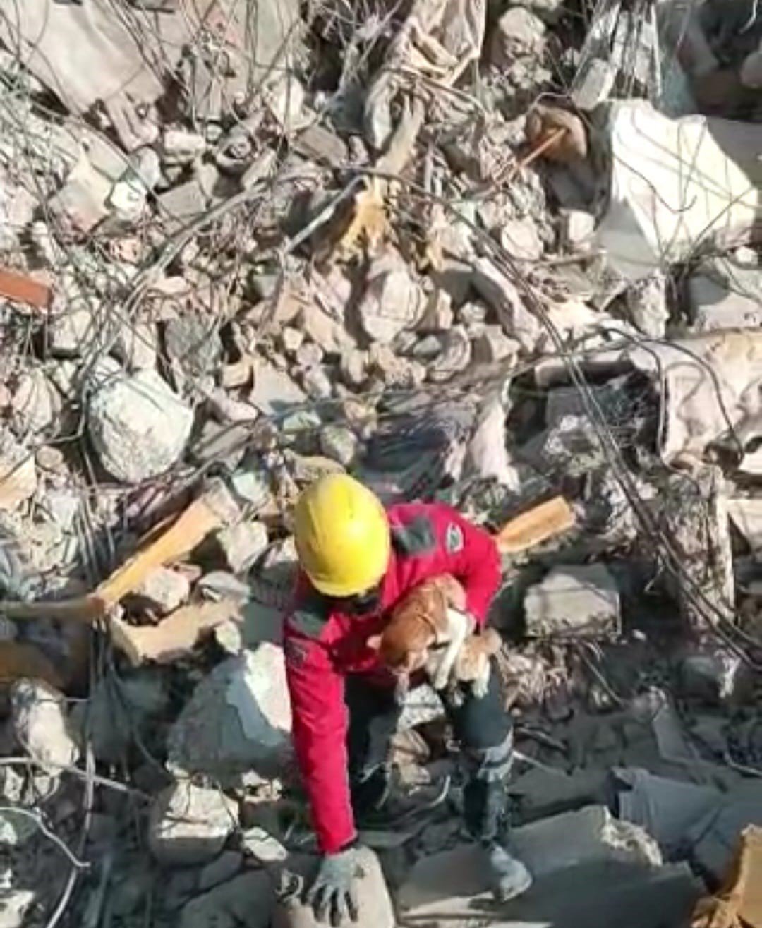 Enkaz altındaki kedi 10 gün sonra kurtarıldı