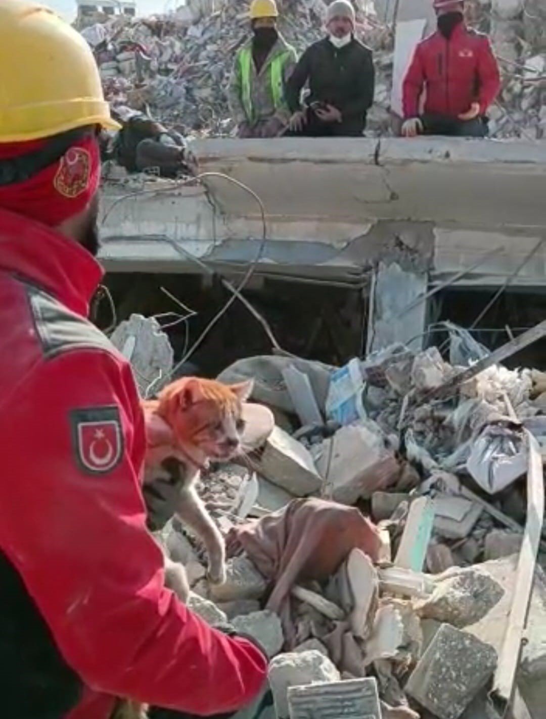 Enkaz altındaki kedi 10 gün sonra kurtarıldı