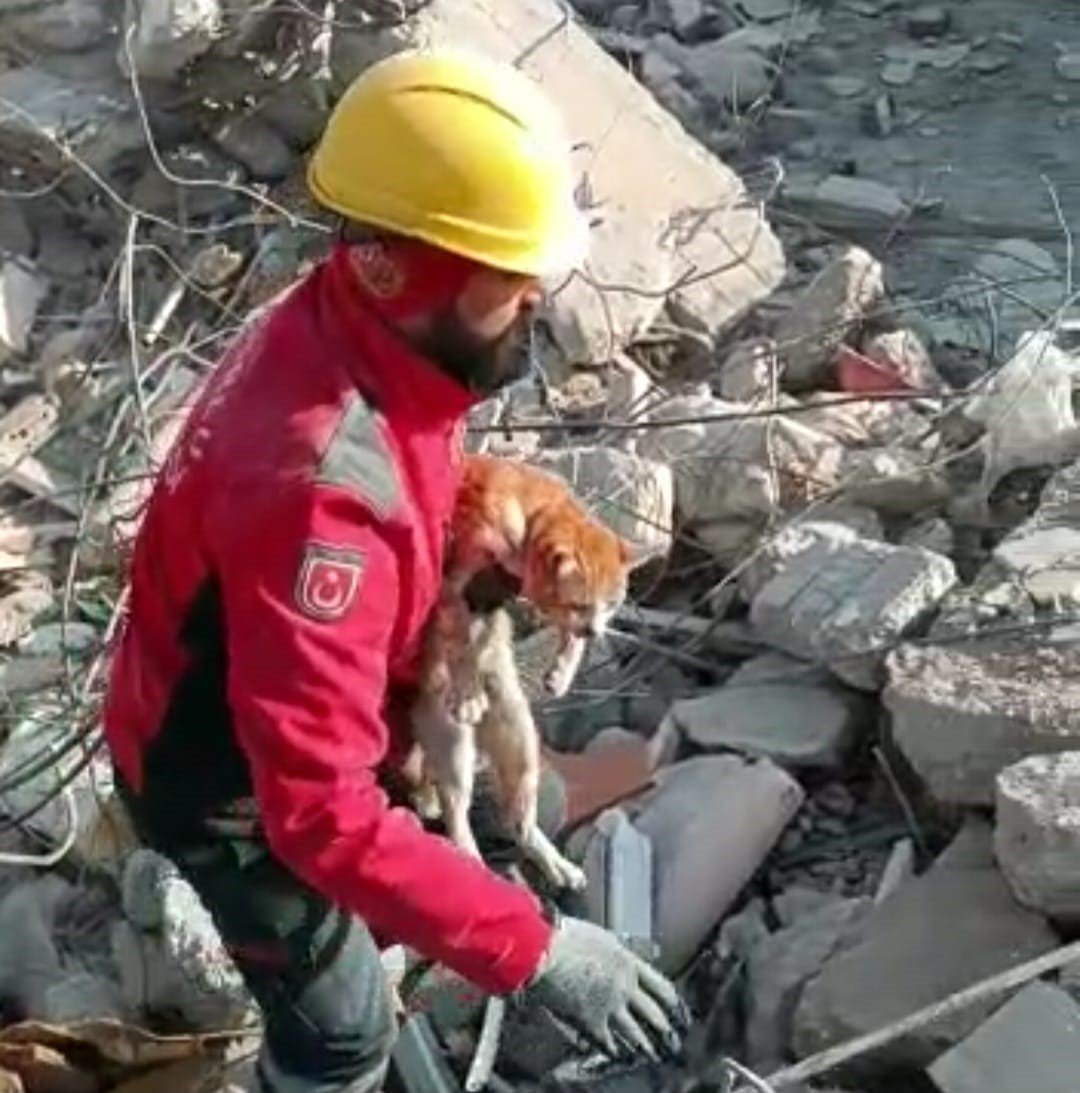 Enkaz altındaki kedi 10 gün sonra kurtarıldı
