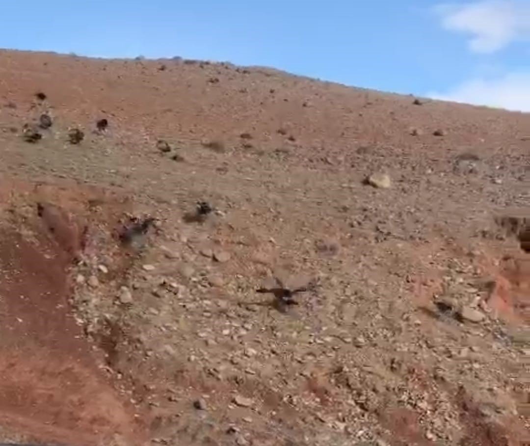 Iğdır’da akbabalar sürü halinde görüntülendi