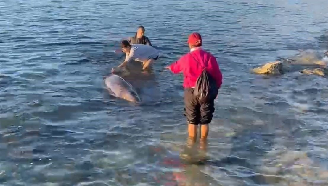 Antalya’da otele yerleşen depremzede aile, kıyıya vuran 4 metrelik dev yunusu kurtardı