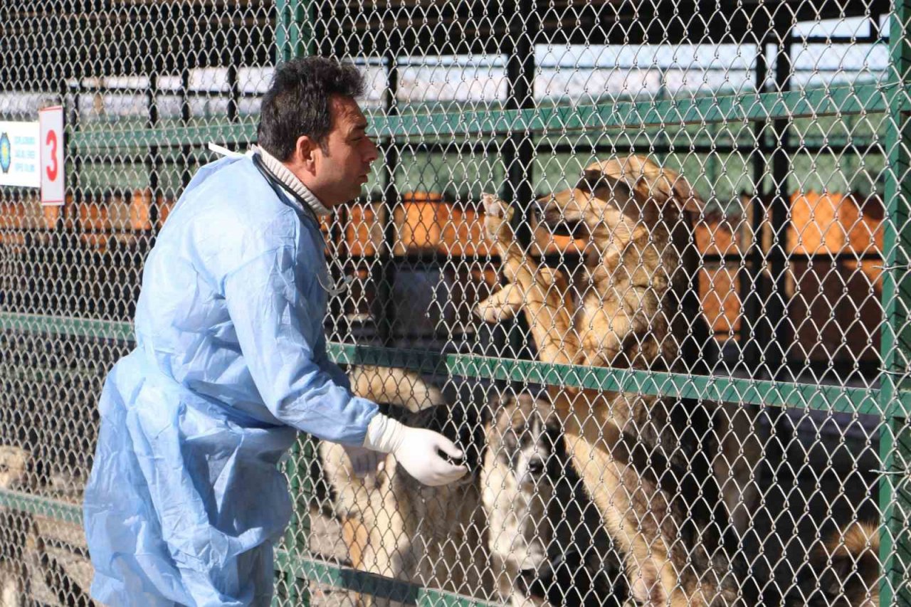 Depremin mağduru hayvanlar önce tedavi edildi, sonra sahiplendirildi
