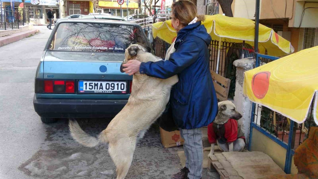 Kulübeleri kaldırılan sokak köpeklerini altlarına kilim serip yelek giydirerek soğuktan korudu