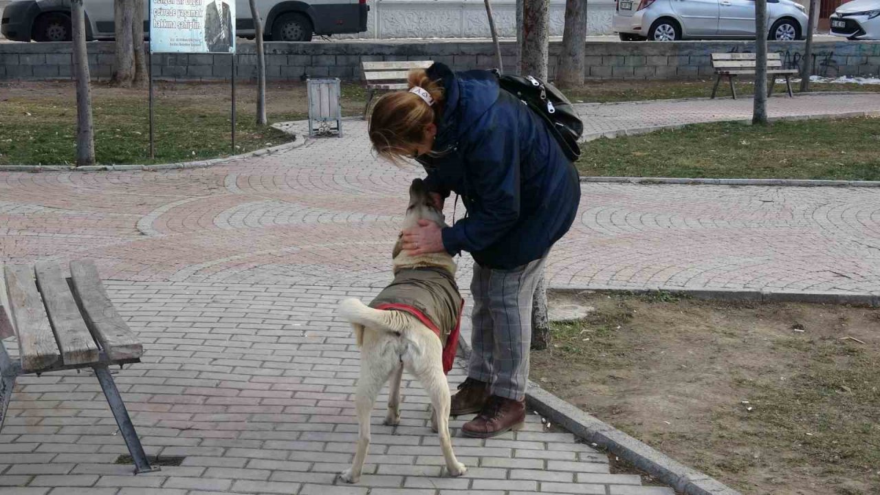 Kulübeleri kaldırılan sokak köpeklerini altlarına kilim serip yelek giydirerek soğuktan korudu