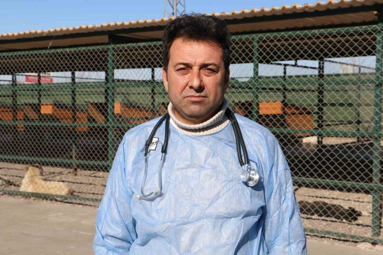 Depremin mağduru hayvanlar önce tedavi edildi, sonra sahiplendirildi