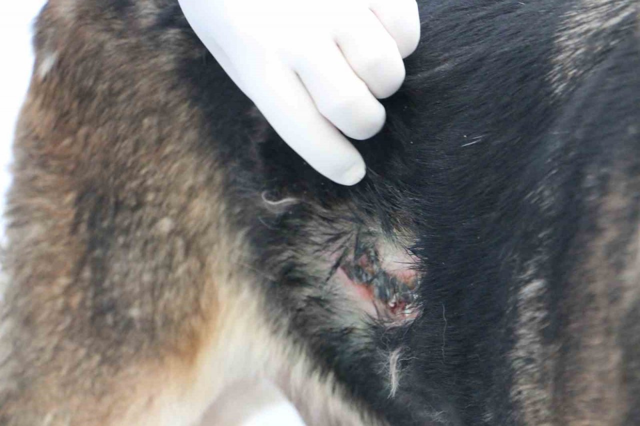 Depremin mağduru hayvanlar önce tedavi edildi, sonra sahiplendirildi