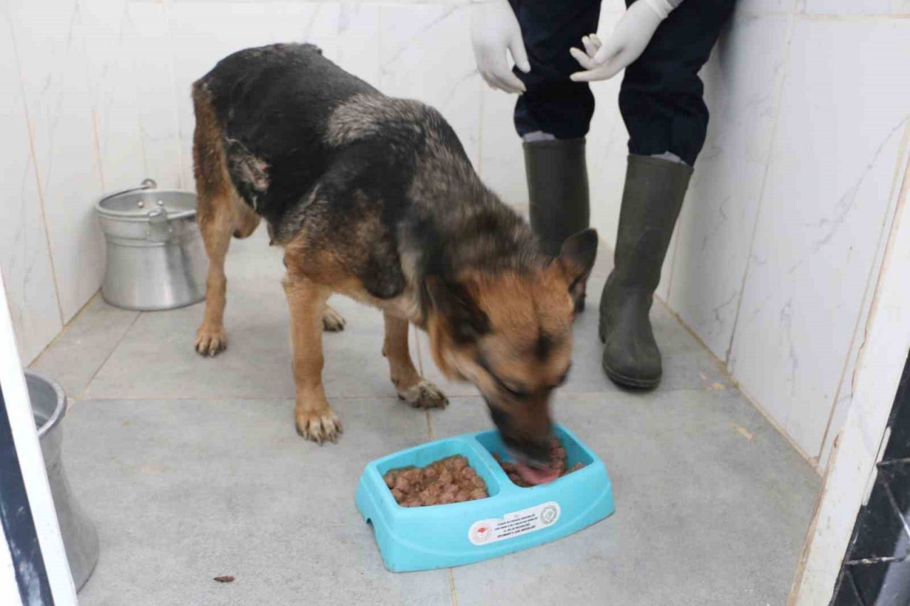 Depremin mağduru hayvanlar önce tedavi edildi, sonra sahiplendirildi