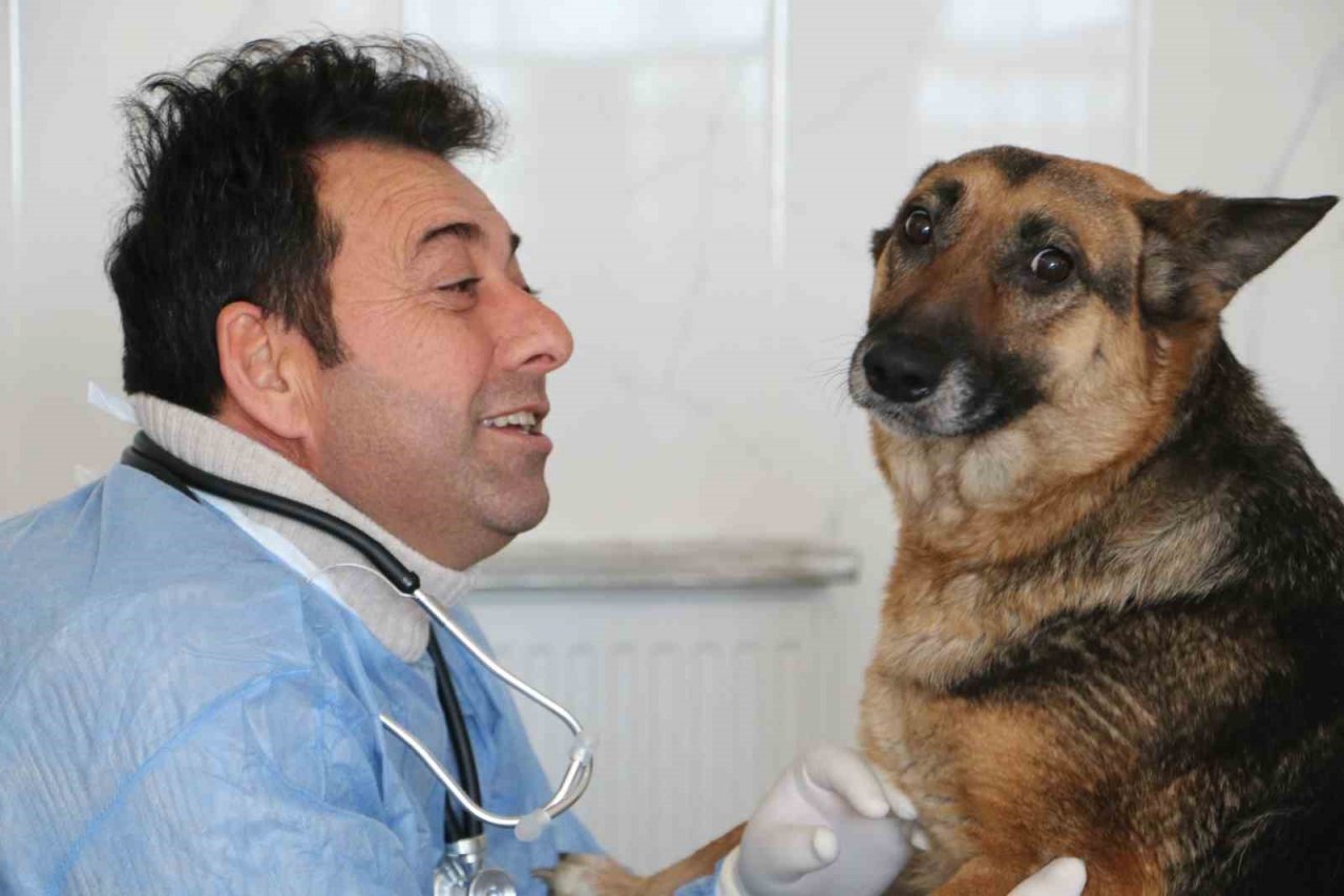 Depremin mağduru hayvanlar önce tedavi edildi, sonra sahiplendirildi