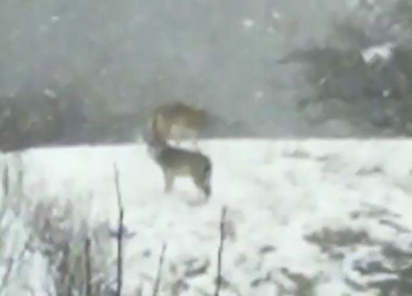 Kurt sürüsü böyle görüntülendi