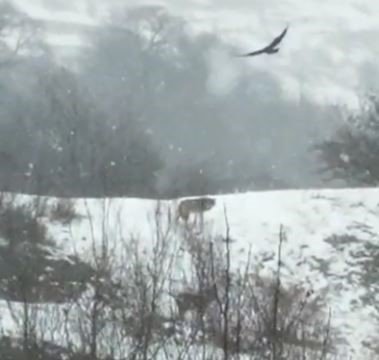 Kurt sürüsü böyle görüntülendi