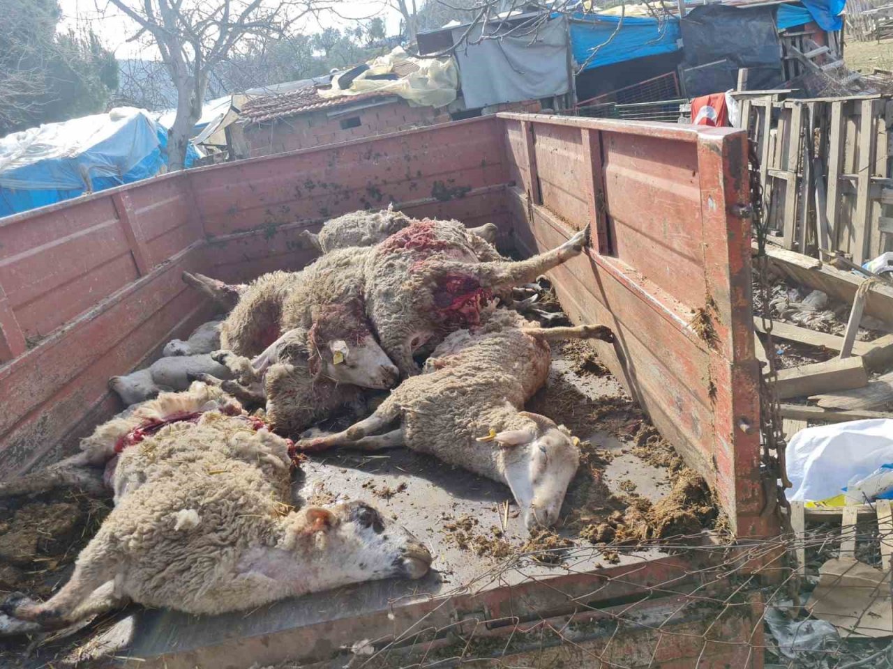 Dama giren sokak köpekleri koyunları telef etti