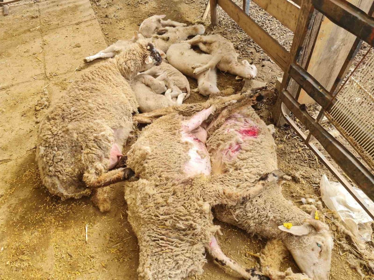 Dama giren sokak köpekleri koyunları telef etti