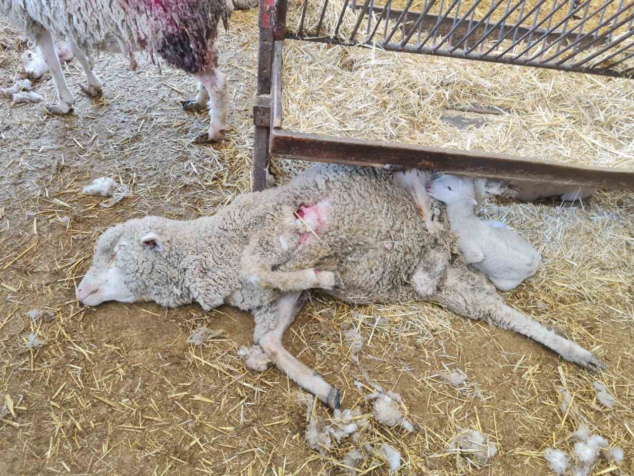 Dama giren sokak köpekleri koyunları telef etti