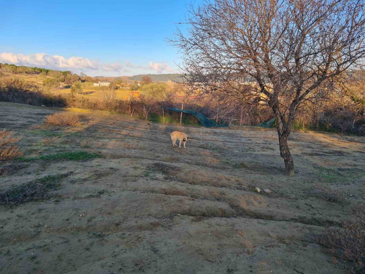 Dama giren sokak köpekleri koyunları telef etti