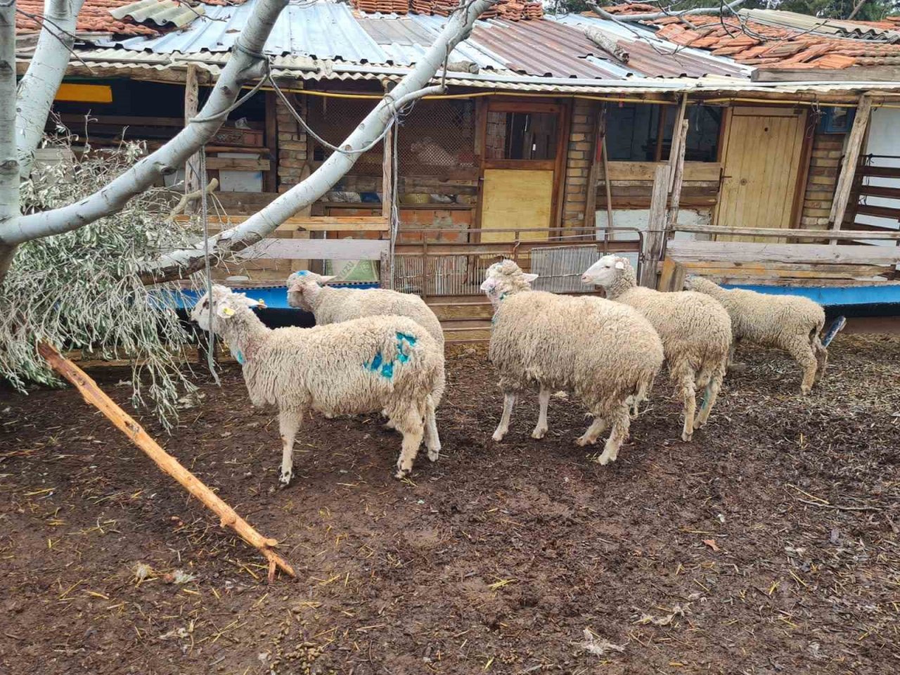 Dama giren sokak köpekleri koyunları telef etti