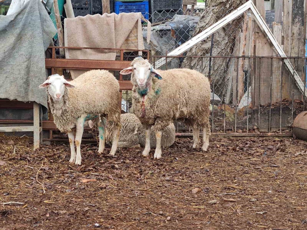 Dama giren sokak köpekleri koyunları telef etti