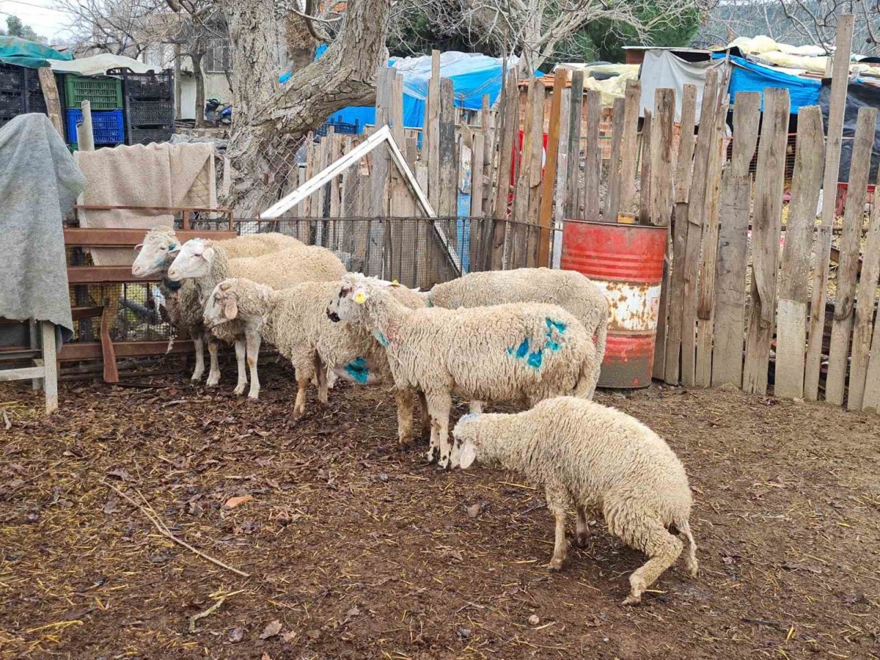 Dama giren sokak köpekleri koyunları telef etti