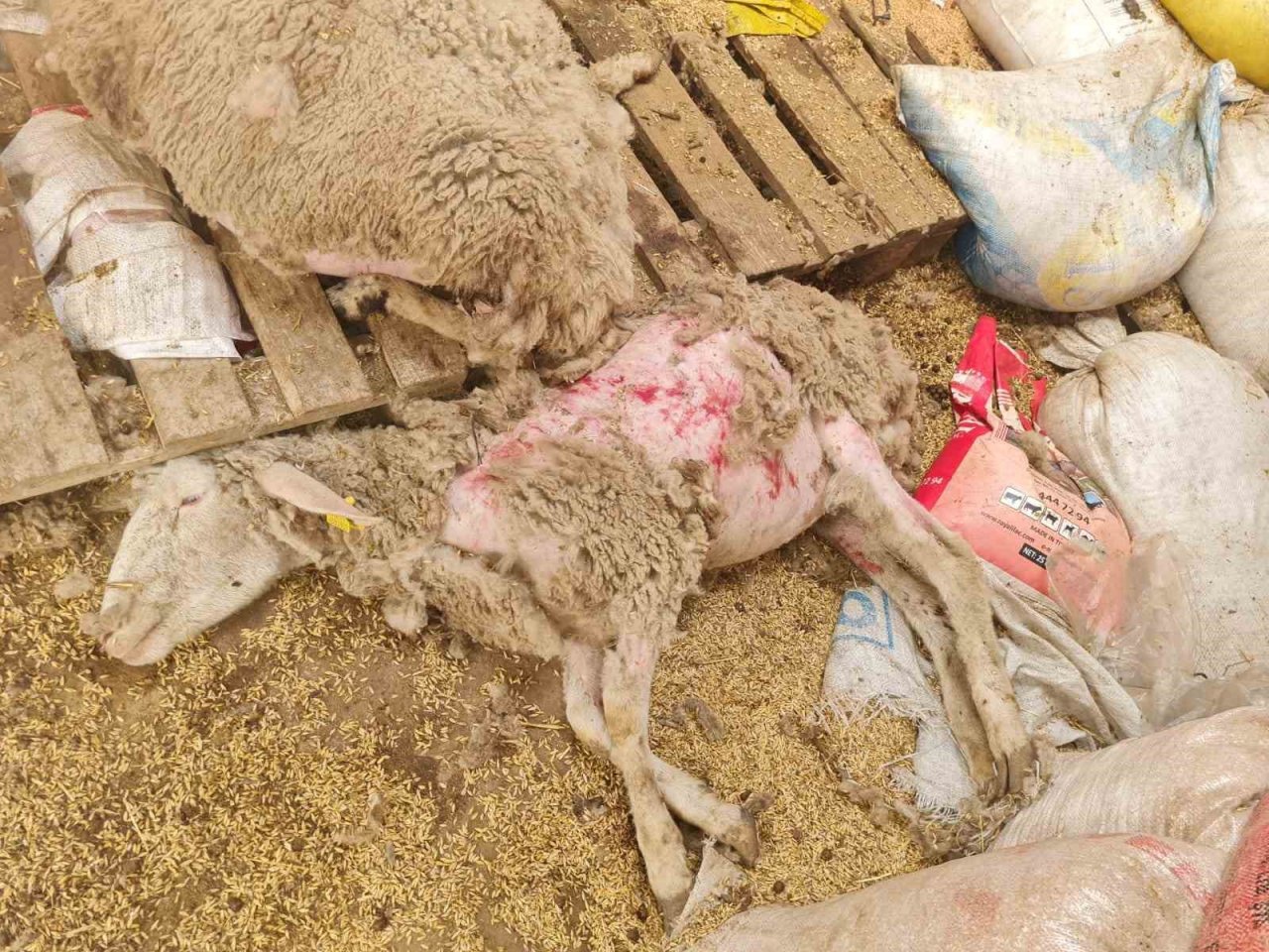 Dama giren sokak köpekleri koyunları telef etti